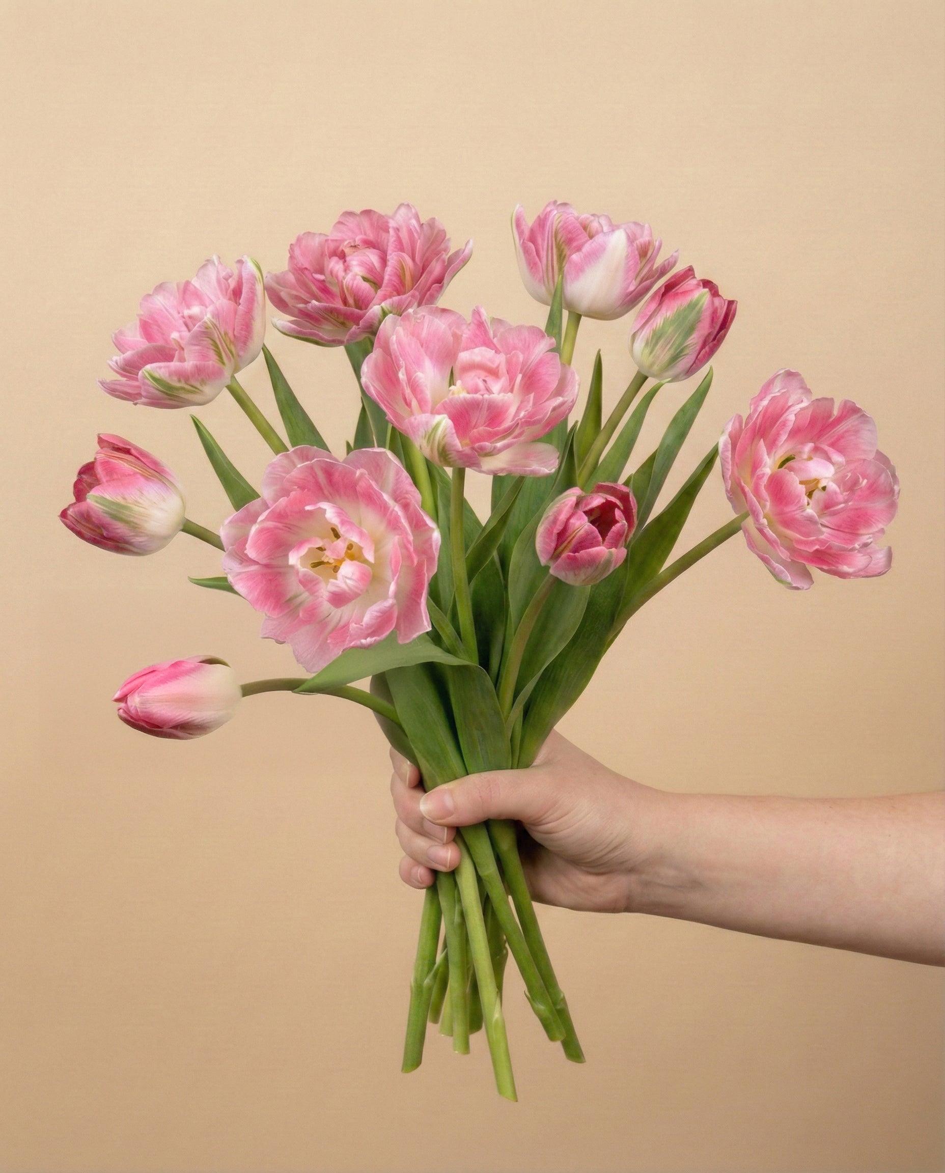 feey-rilio-tulpen-liebesgedicht-rosa-10-st-ck-frisch image 3
