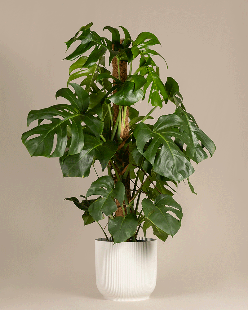 feey-variado-monstera-xl-fensterblatt-gro-ohne-bertopf image 6