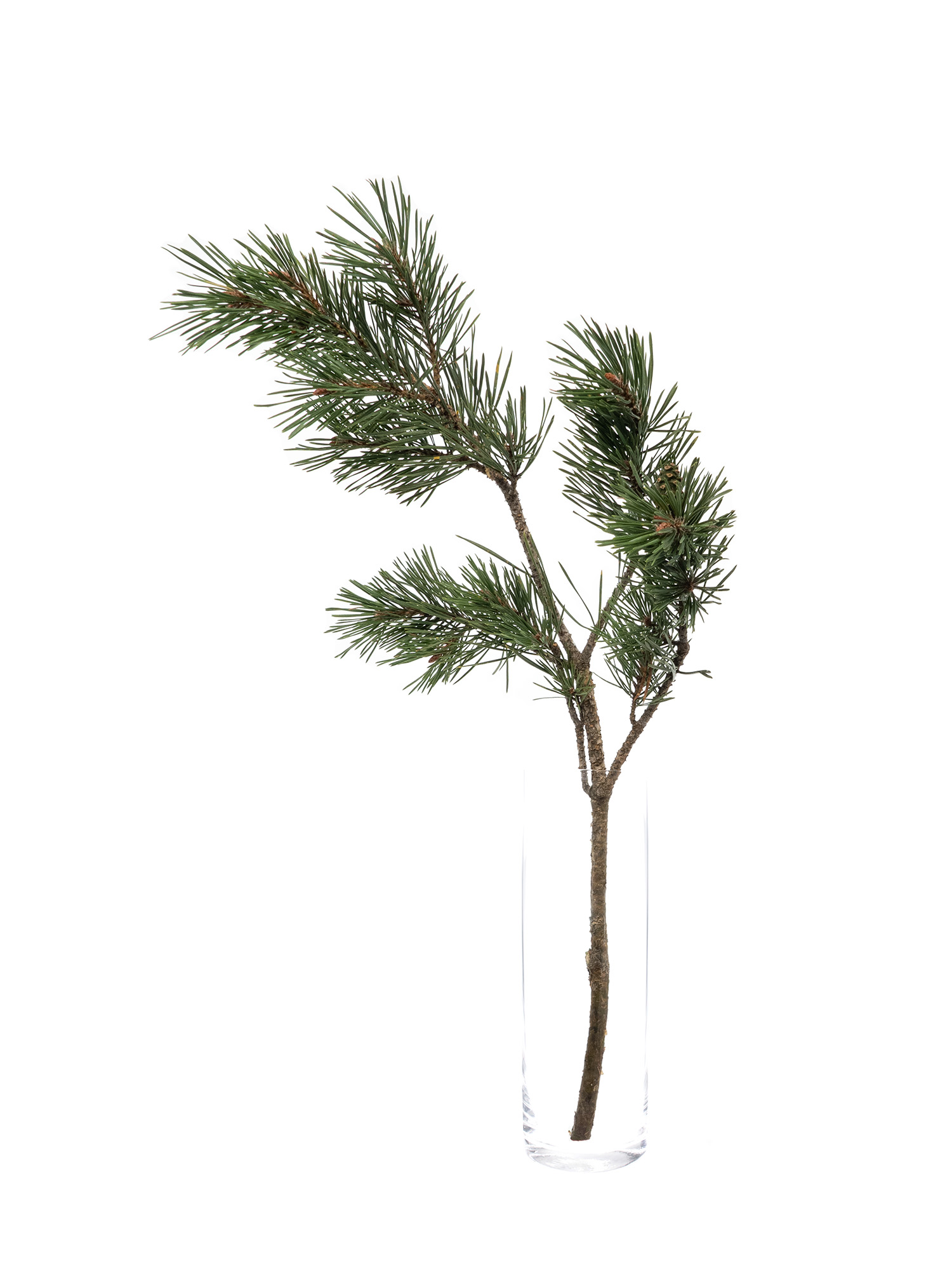 blumigo-winterliches-gr-n-pinus-mugo-kiefer-frisch image 7