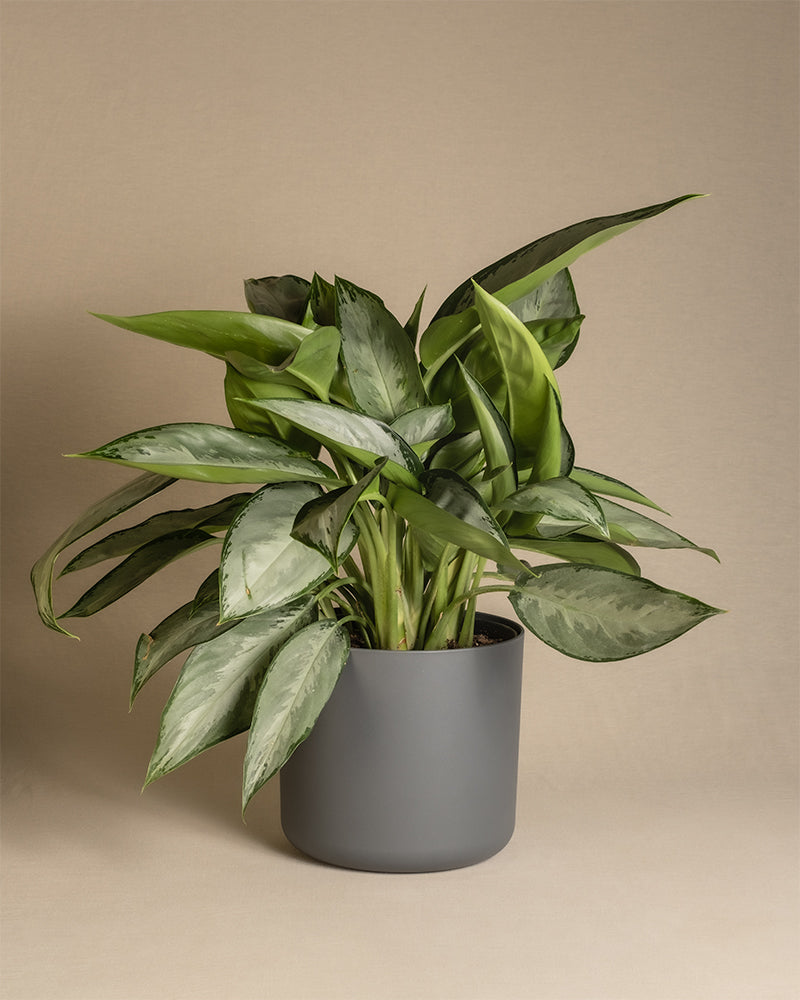 feey-variado-aglaonema-silverado-50-60-cm-ohne-bertopf image 8