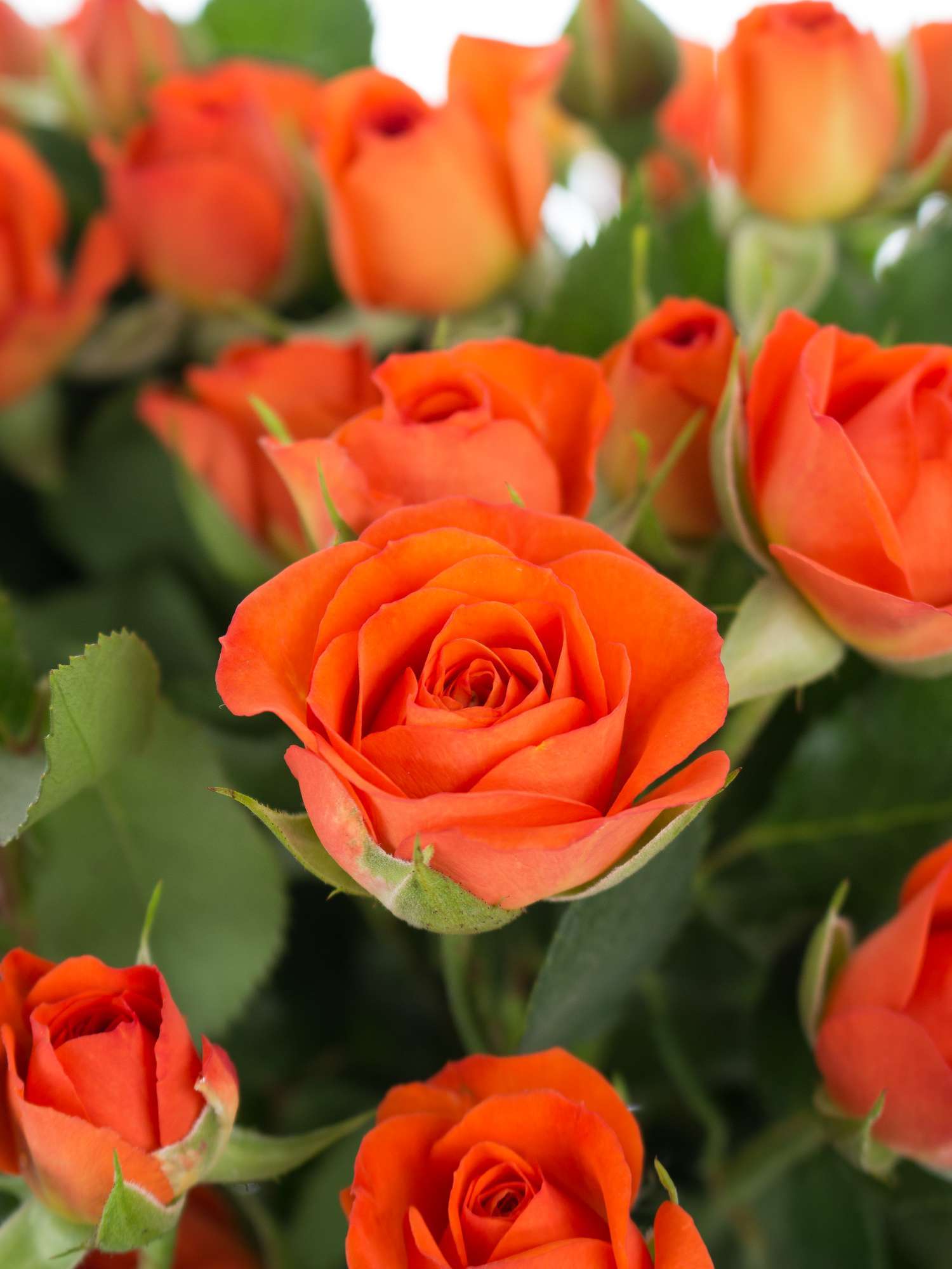blumigo-babe-sprayrose-orange-verzweigt-einzelstiel image 1