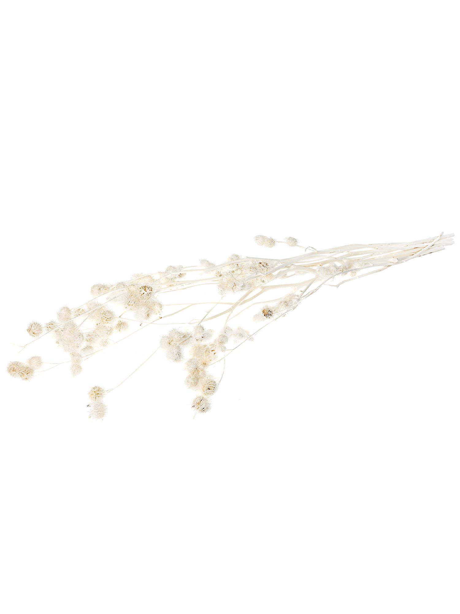 blumigo-trockenblumen-velcro-disteln-gebleicht-wei-bund image 2