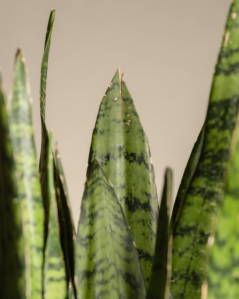 feey-variado-sansevieria-zeylanica-zimmerpflanze-gro-gr-n image 2
