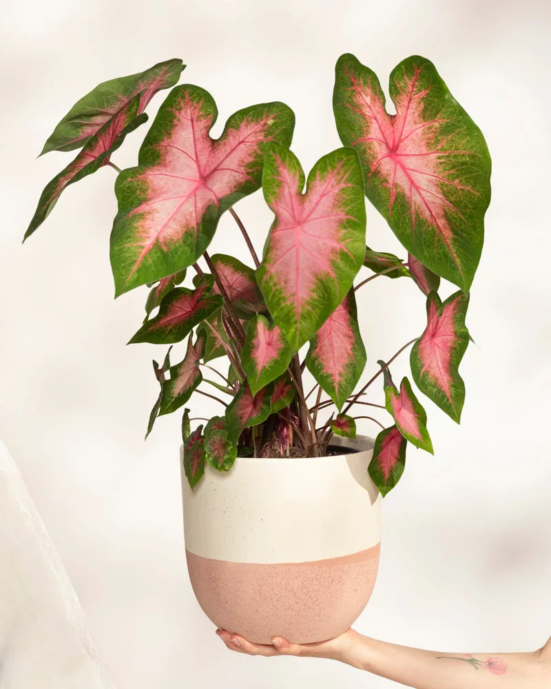 feey-variado-caladium-kathleen-zimmerpflanze-ohne-bertopf-rosa image 1