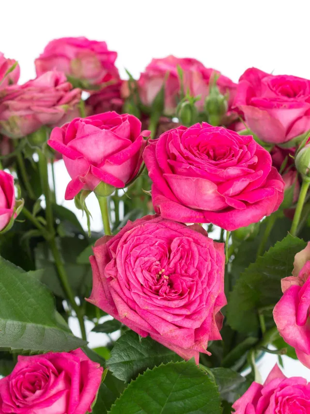 blumigo-magic-pepita-rosen-verzweigt-pink-stiel image 1