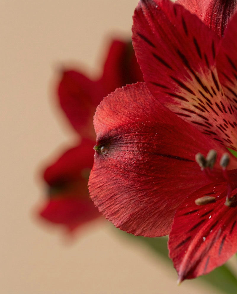 feey-rilio-alstroemeria-rot-schnittblumen-frisch image 7