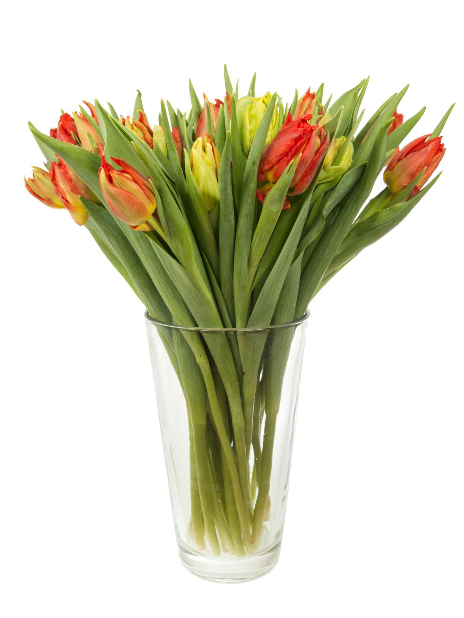 blumigo-tulpen-viking-gef-llte-tulpe-rot-stiel image 2