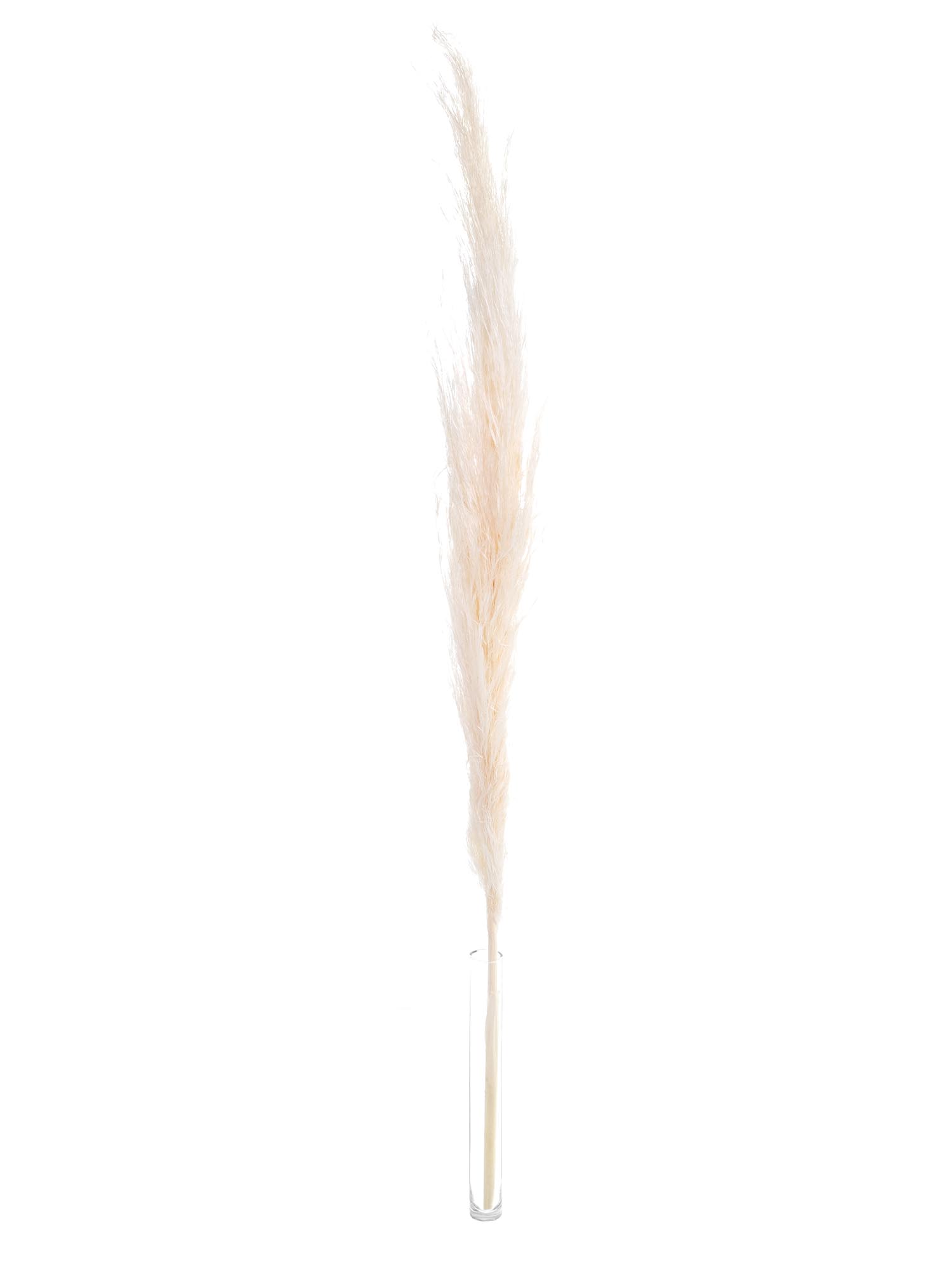blumigo-trockenblumen-pampasgras-trockenstrau-creme-beige image 3