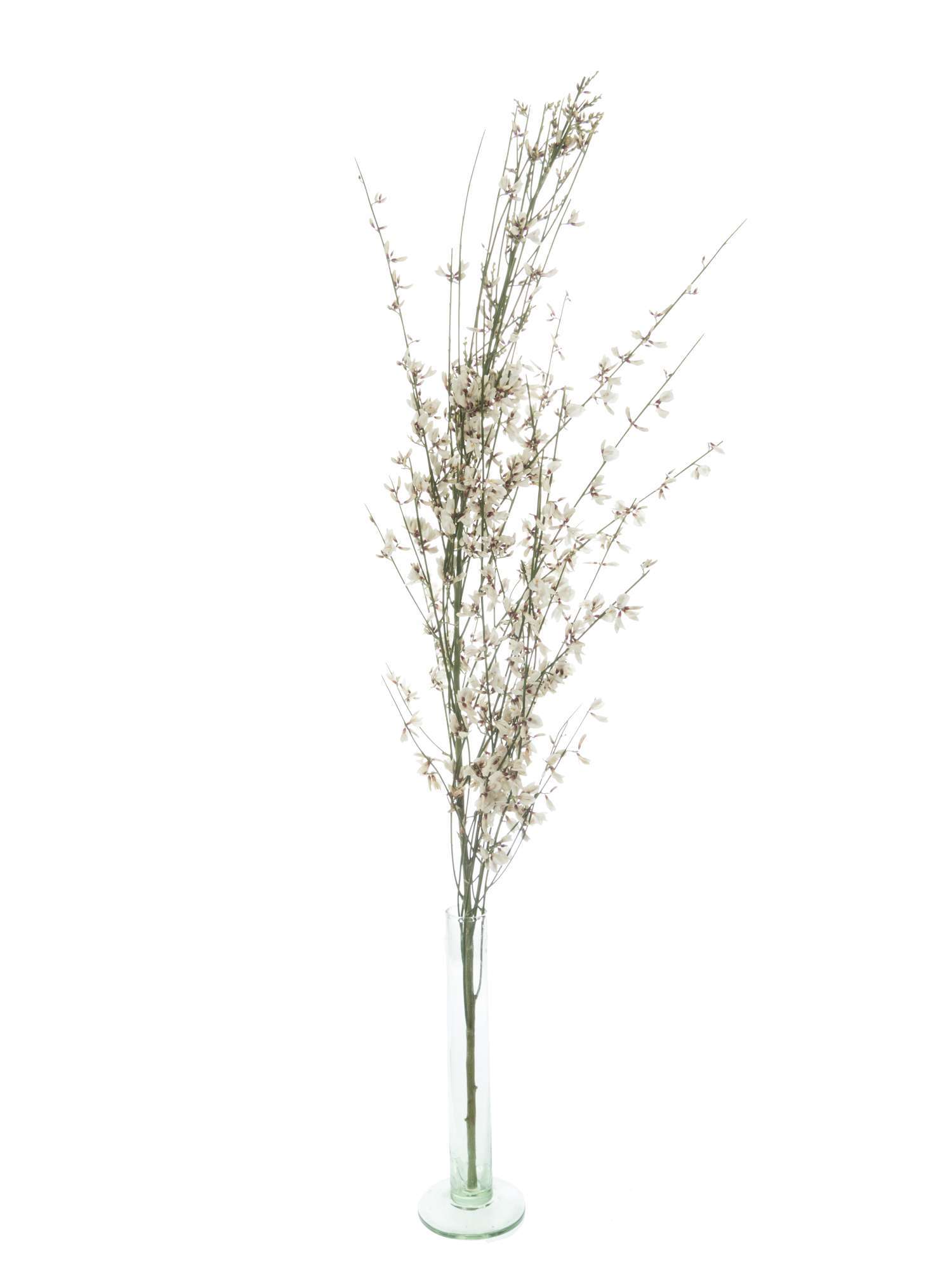 blumigo-zweige-wei-er-ginster-bund-vasedeko image 3