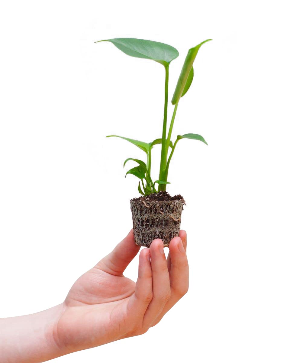 plnts-babyplnts-monstera-deliciosa-zimmerpflanze-20cm image 1