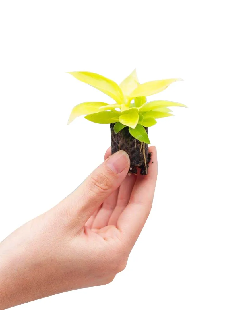 plnts-babyplnts-baby-philodendron-moonlight-zimmerpflanze-20cm image 1