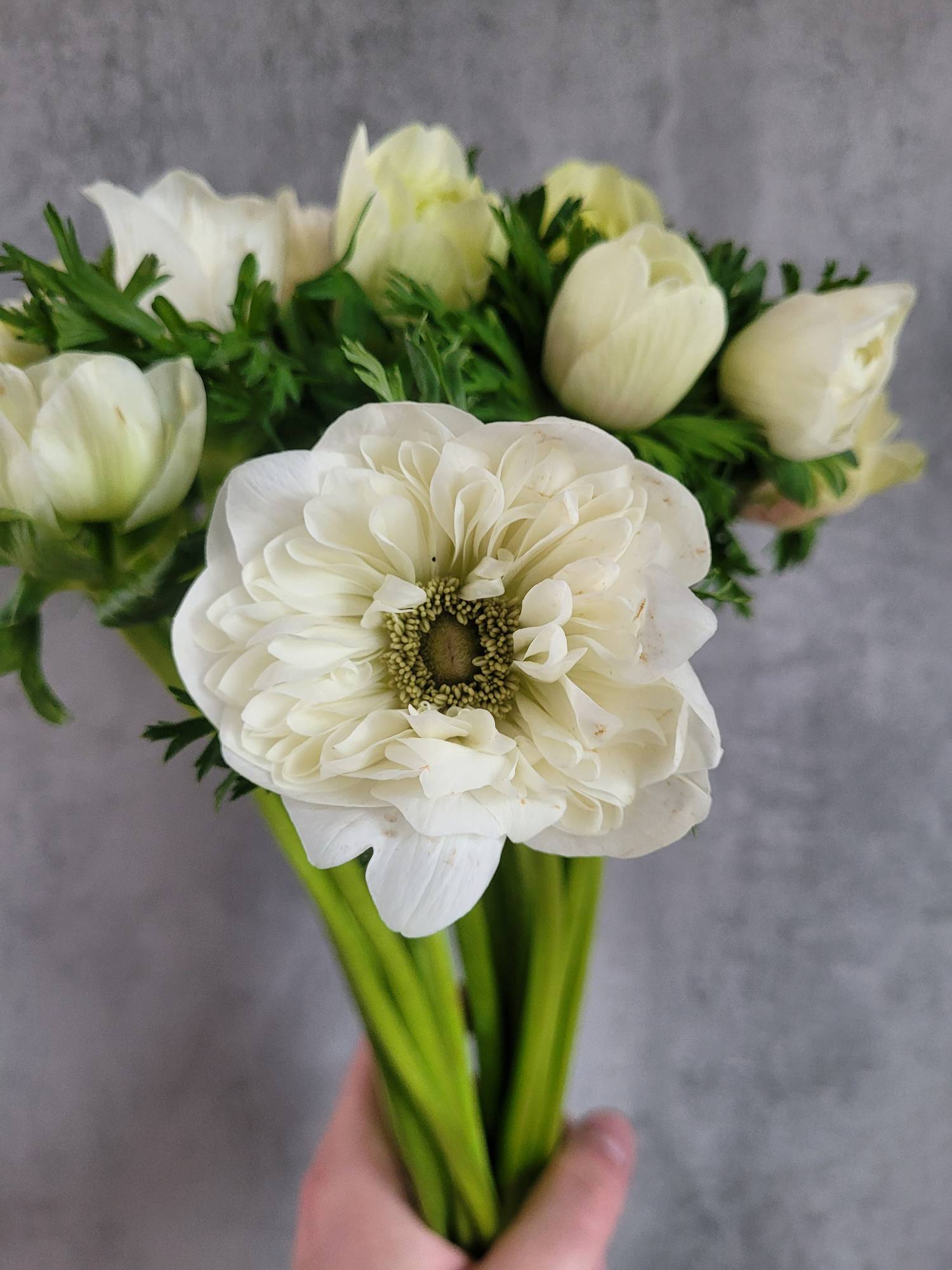blumigo-anemonen-full-star-white-schnittblume-wei-gef-llt image 4