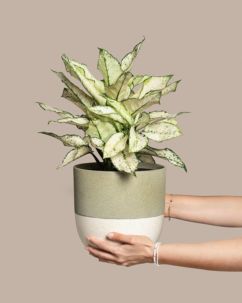 feey-variado-aglaonema-kiwi-gro-e-zimmerpflanze-pflegeleicht image 1
