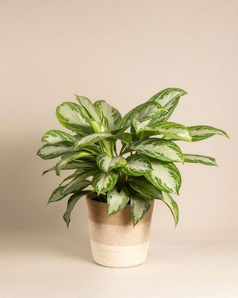 feey-variado-aglaonema-silver-bay-zimmerpflanze-gro-ohne-bertopf image 6