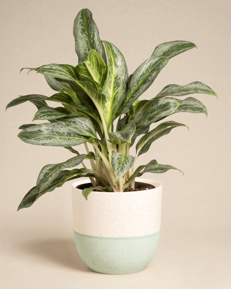 feey-variado-aglaonema-emerald-stone-zimmerpflanze-ohne-bertopf image 7