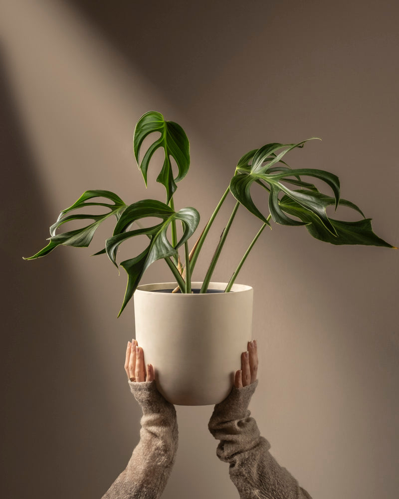 feey-variado-monstera-burle-marx-flame-zimmerpflanze image 1