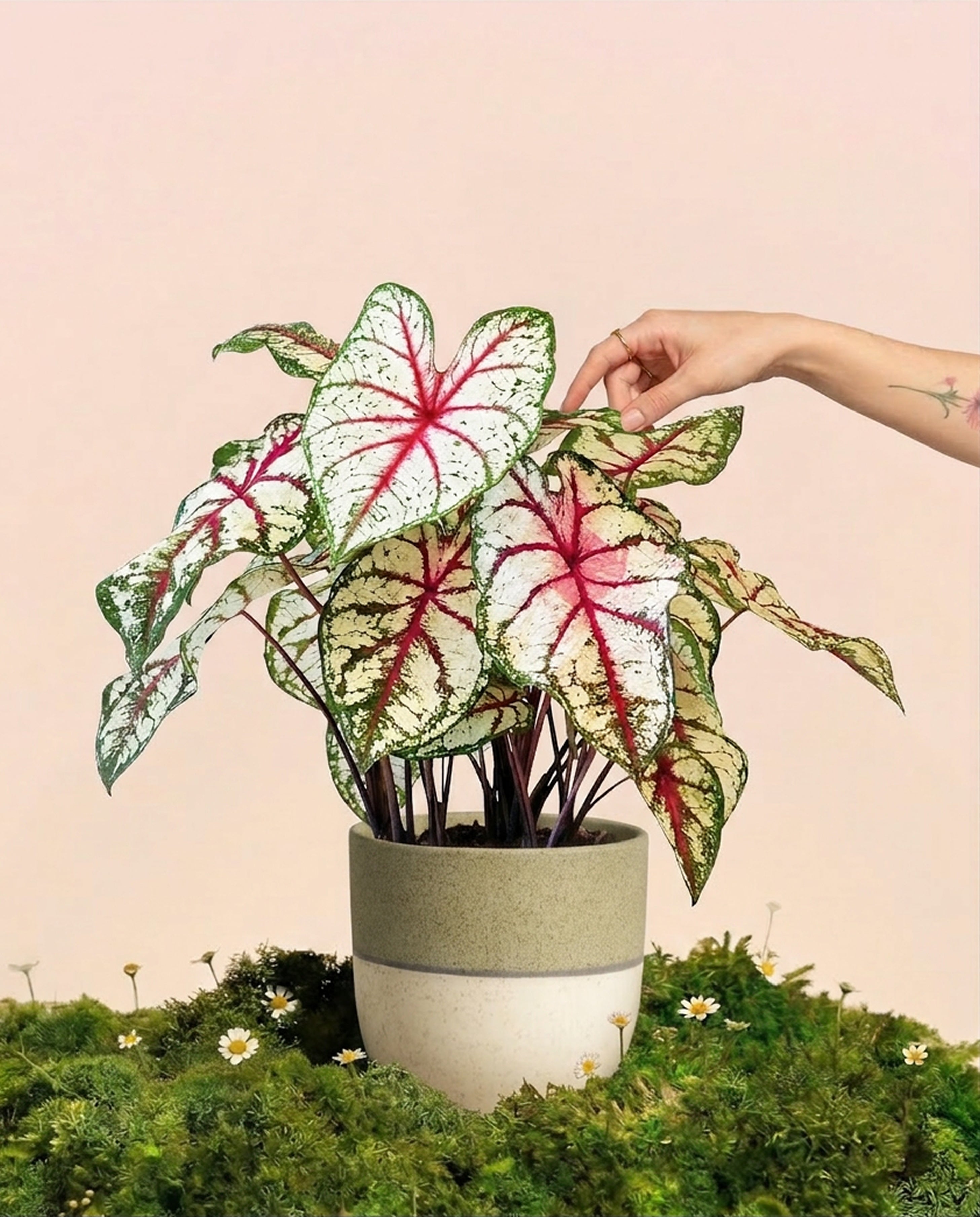 feey-caladium-bottle-rocket-zimmerpflanze-buntblatt image 1