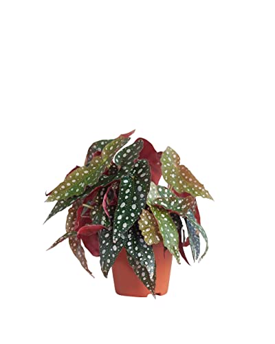 plnts-begonia-maculata-zimmerpflanze-20-cm-12-cm-topf image 8