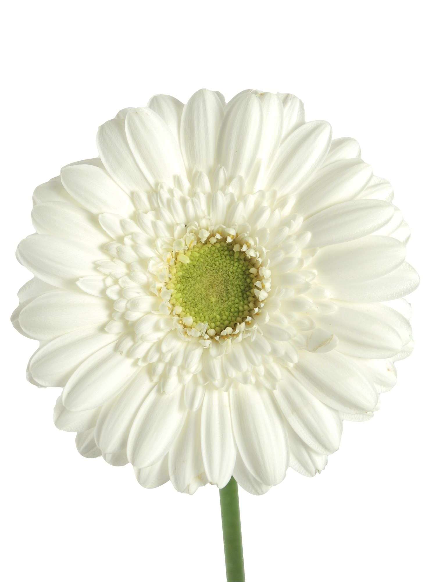 blumigo-gerbera-mini-bianchi-schnittblume-wei image 3