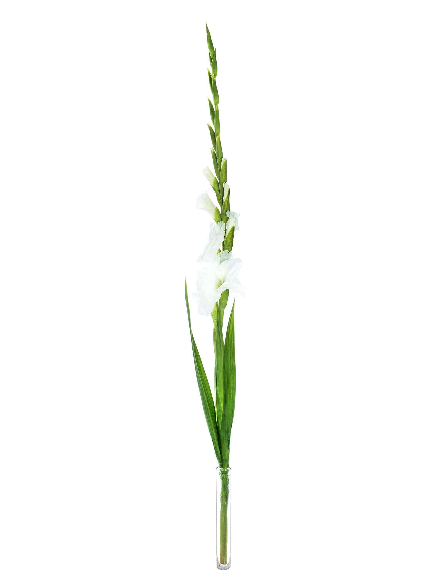 blumigo-gladiolen-essential-schnittblume-wei-stiel image 5
