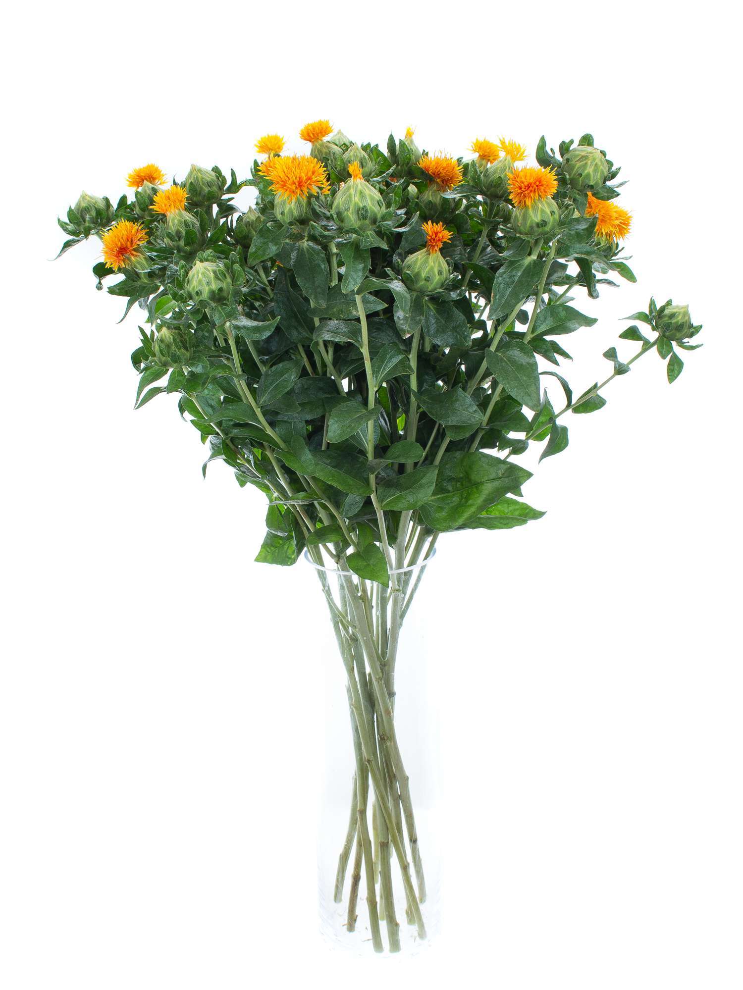 blumigo-carthamus-f-rberdisteln-orange-schnittblumen image 2