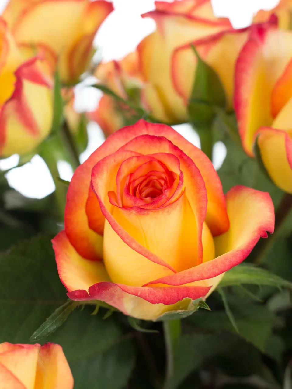 blumigo-outlaw-rose-orange-rot-einzelstiel image 1