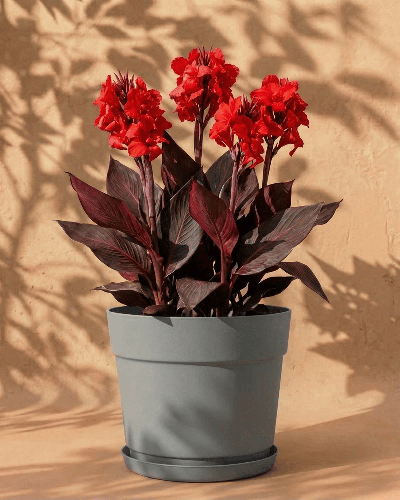 feey-amsterdam-canna-rot-blumenrohr-knollen-3-st-ck-sonnig image 7