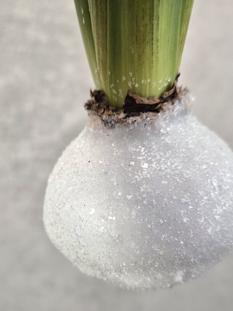 blumigo-fr-hlingsknollen-hyazinthenknollen-wei-glitter-gewachst image 2