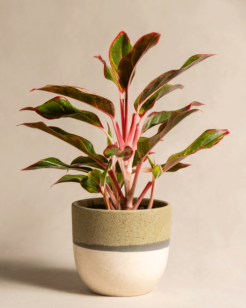 feey-variado-aglaonema-jungle-red-zimmerpflanze-ohne-bertopf image 4