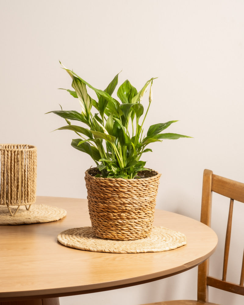 feey-einblatt-spathiphyllum-zimmerpflanze-klein-ohne-topf image 4