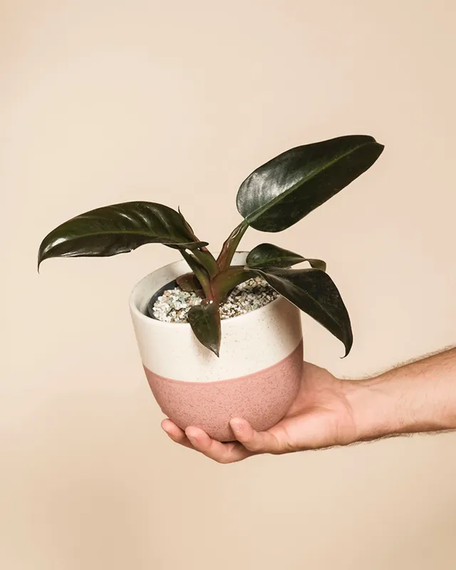 feey-variado-philodendron-imperial-red-zimmerpflanze-ohne-topf image 1
