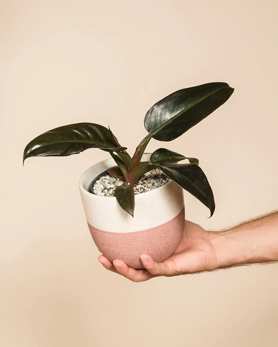 feey-variado-philodendron-imperial-red-zimmerpflanze-ohne-topf image 1
