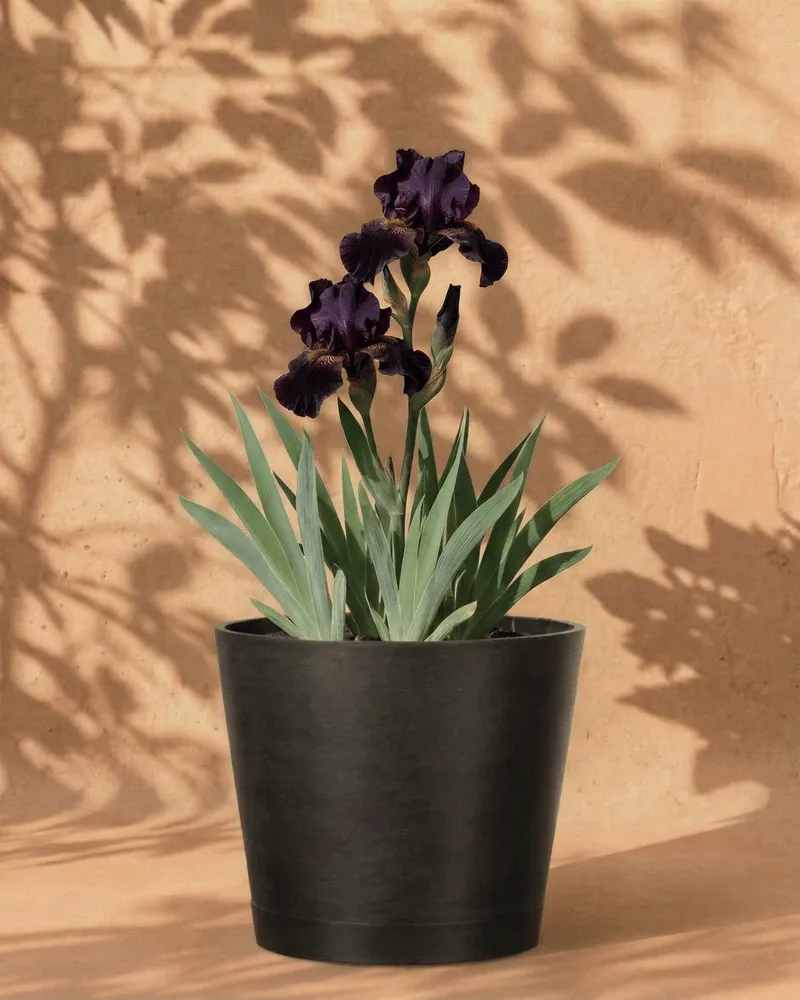 feey-amsterdam-iris-violett-knolle-4-stk-winterhart image 1