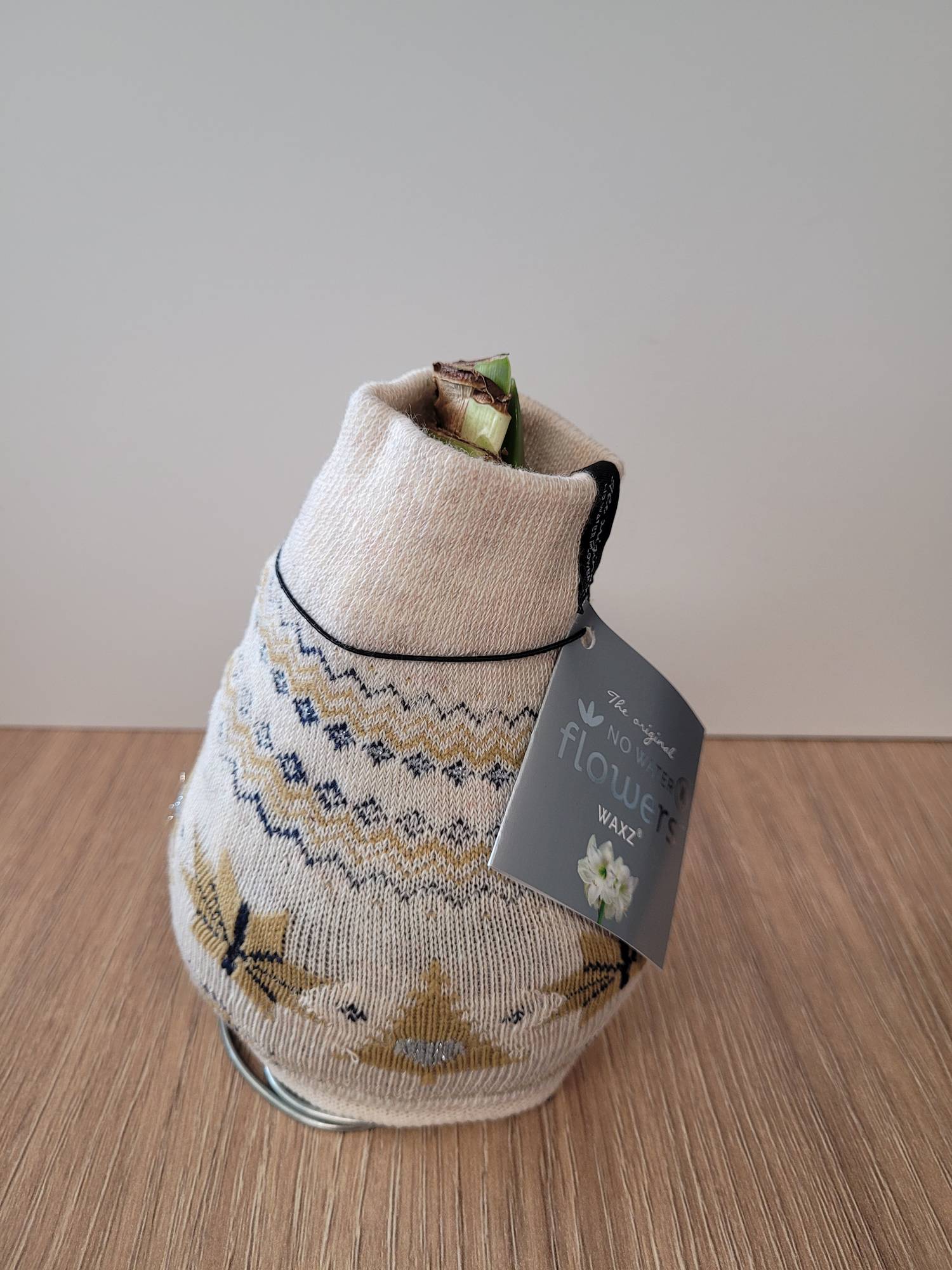 blumigo-amaryllis-knolle-im-fleece-weihnachten-zwiebel image 1