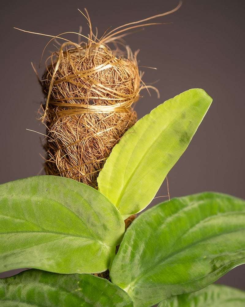 feey-variado-rhaphidophora-korthalsii-zimmerpflanze-ohne-bertopf-rarit-t image 2