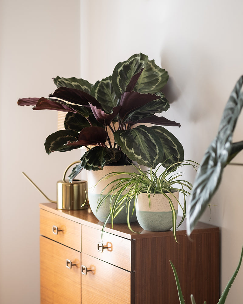 feey-variado-kinderfreundliches-duo-calathea-roseoptica-und-gr-ne-gr-nlilie-ohne image 4