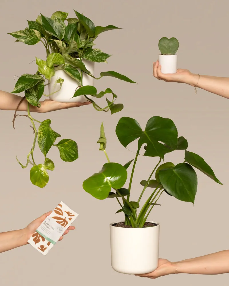 feey-variado-me-time-bundle-zimmerpflanzenset-monstera-efeutute image 1