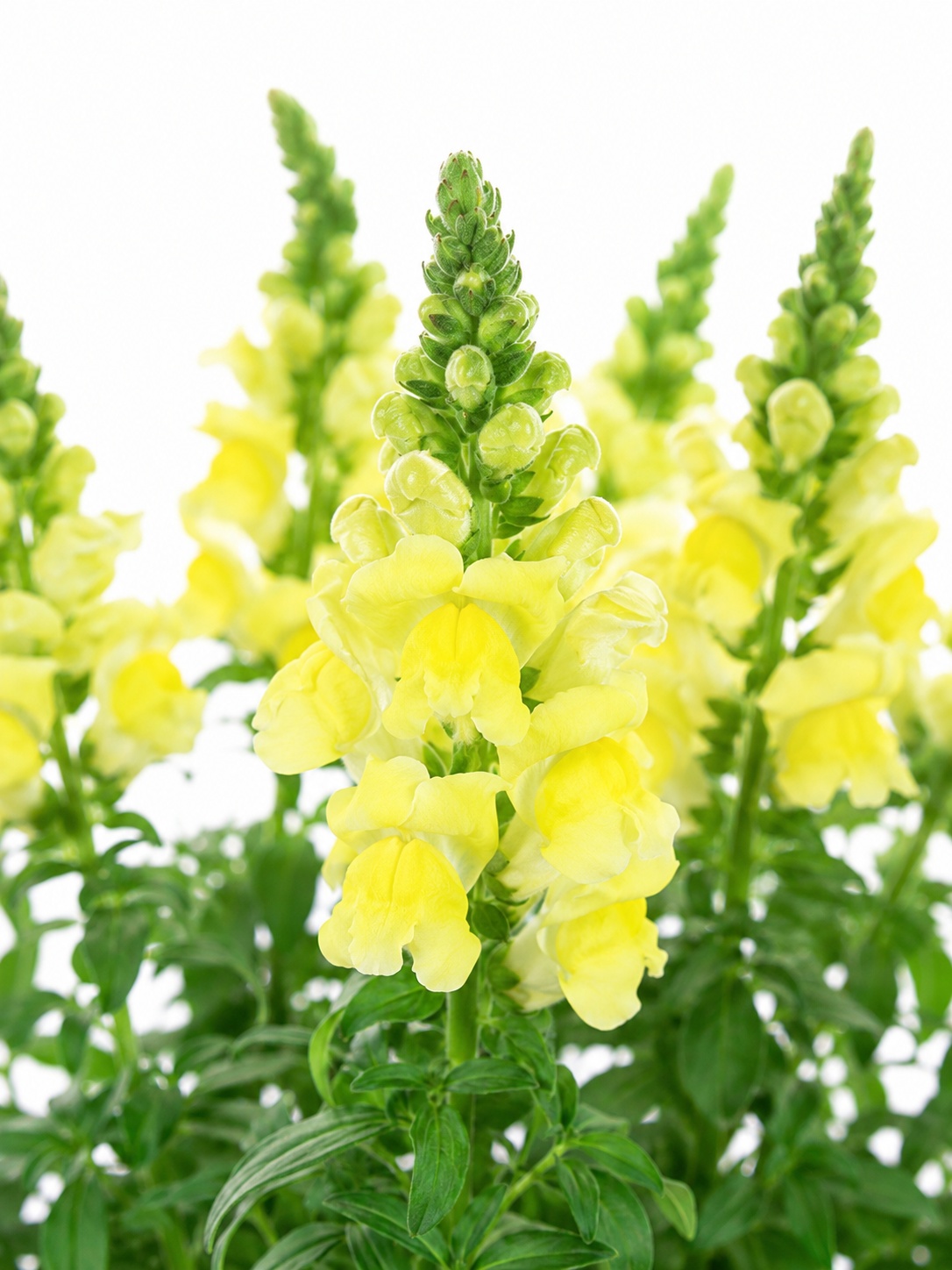 blumigo-l-wenm-ulchen-potomac-yellow-schnittblume-gelb image 1