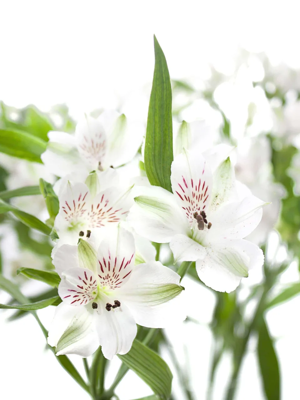 blumigo-blattwerk-alstroemerien-virginia-wei-schnittblume image 1