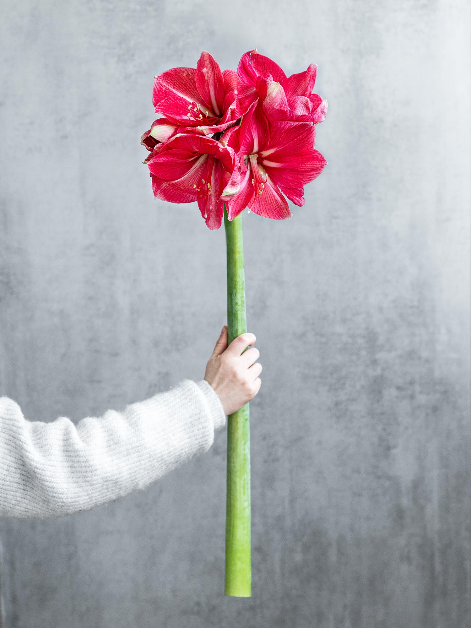 blumigo-amaryllis-hercules-schnittblume-pink-knospig image 1