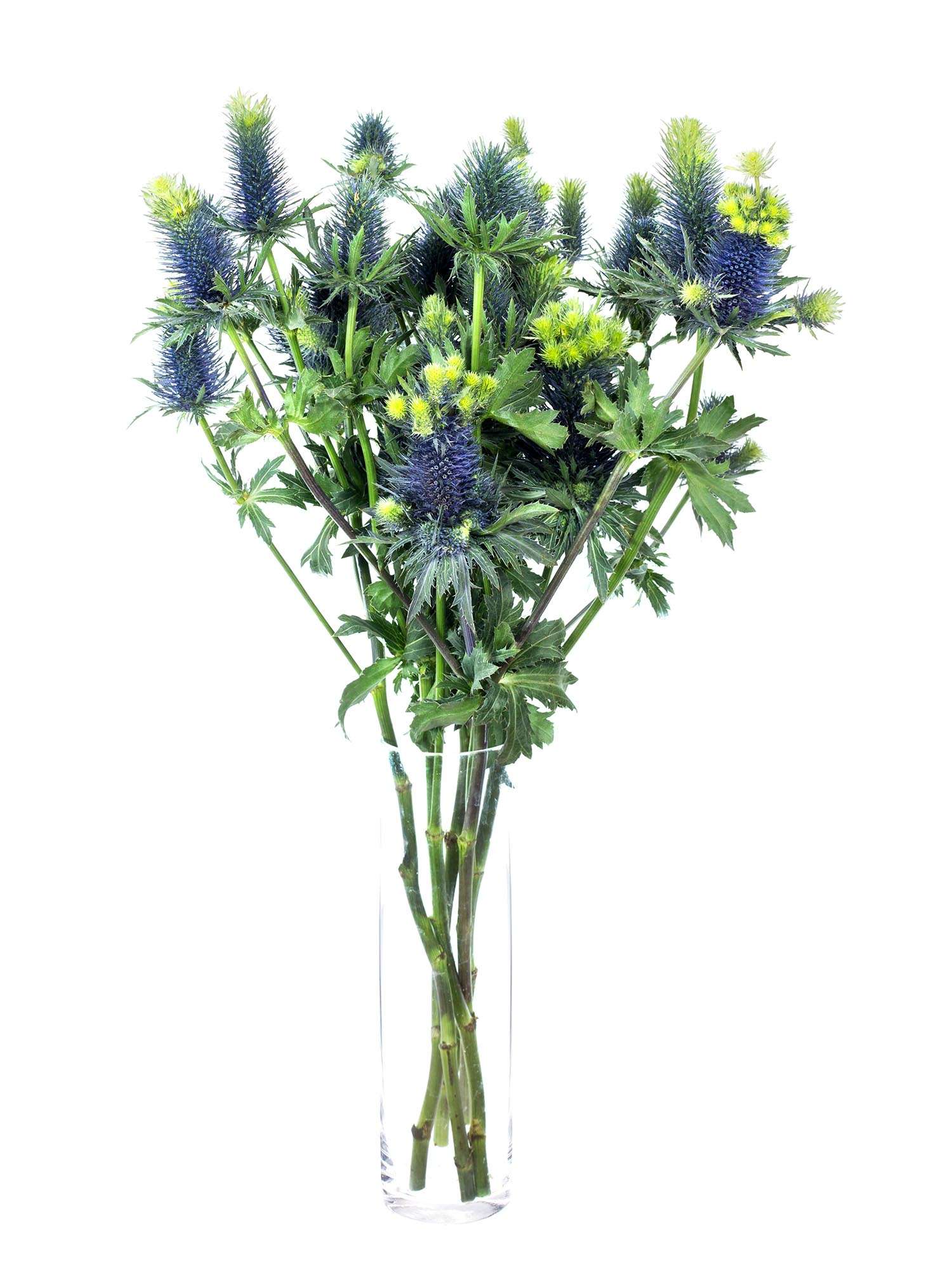 blumigo-disteln-xl-supernova-qstar-blau-schnittblume image 2