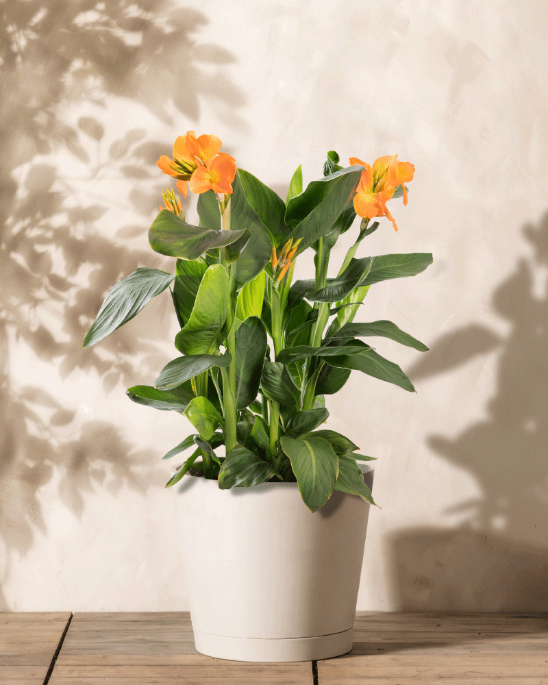 feey-amsterdam-canna-rosa-3-knollen-blumenrohr-sonne image 1