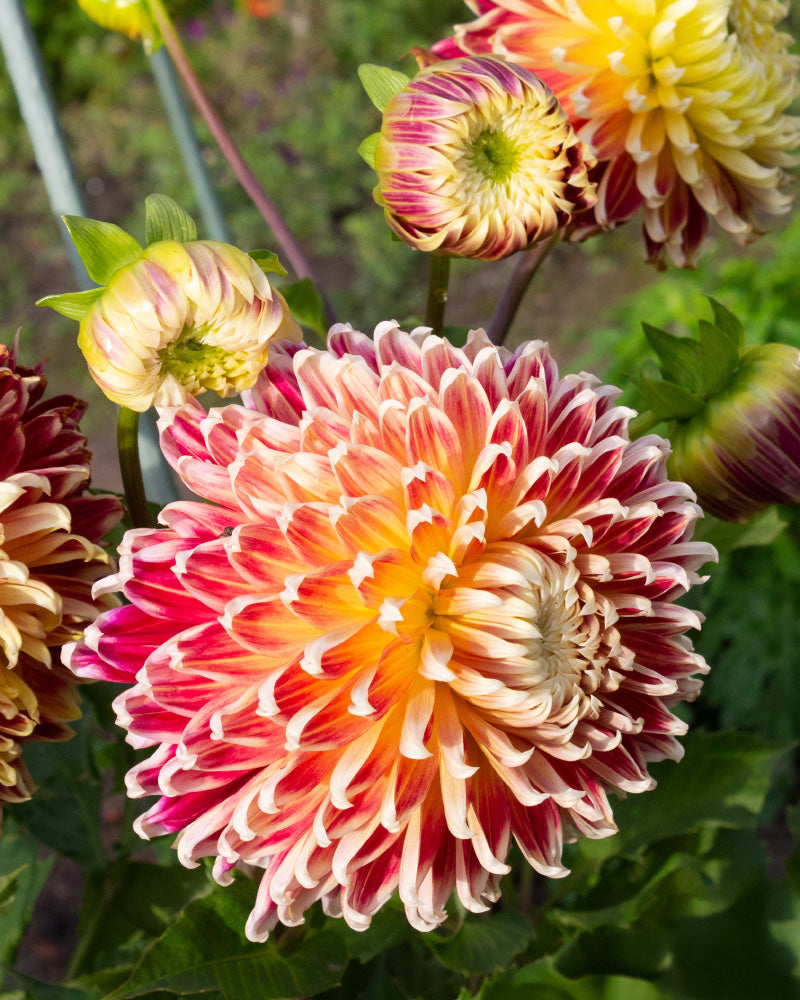 feey-amsterdam-dahlien-orange-rot-blumenzwiebeln-3-stk image 2