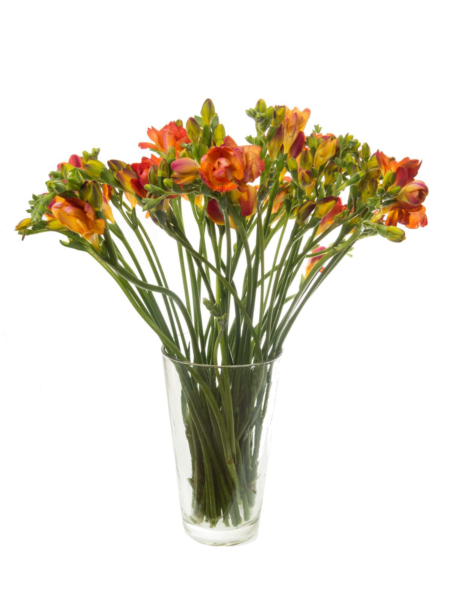 blumigo-freesien-mandarine-schnittblumen-rot-orange-duftend image 4