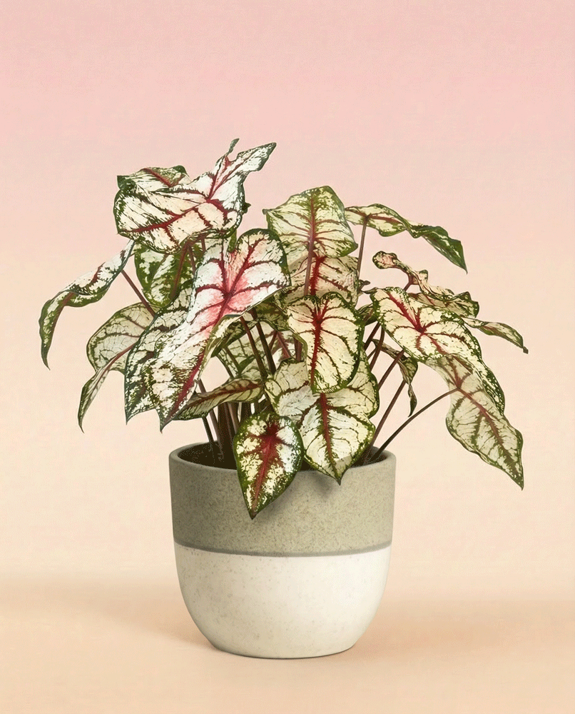feey-caladium-bottle-rocket-zimmerpflanze-buntblatt image 4