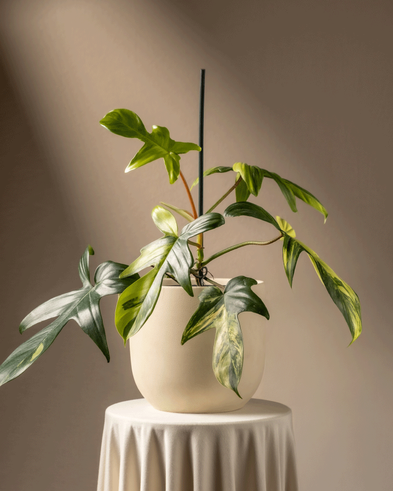 feey-variado-philodendron-florida-beauty-rarit-t-zimmerpflanze-ohne-bertopf image 6