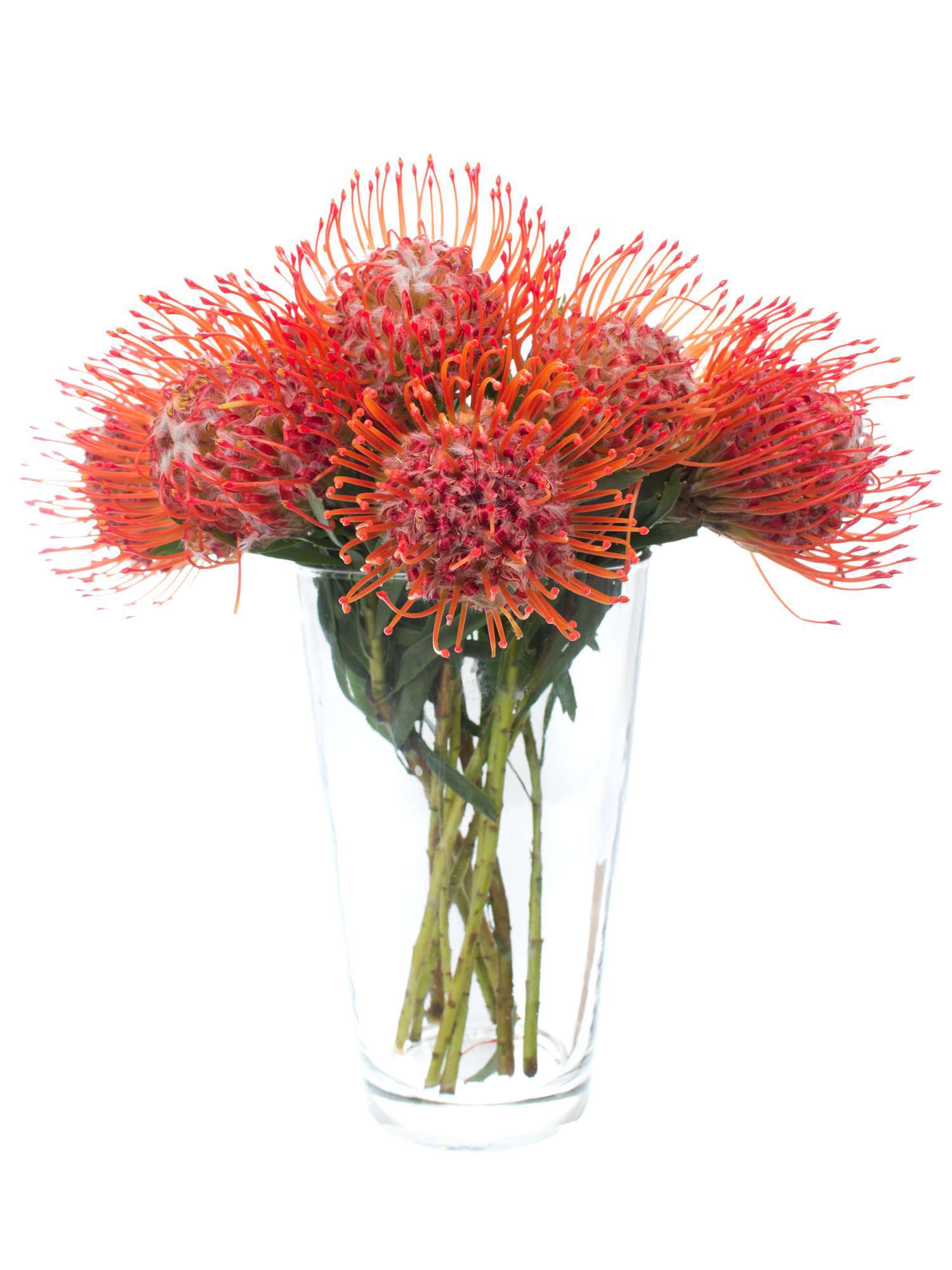 blumigo-proteen-nadelkissen-protea-tango-schnittblume-rot-orange image 2