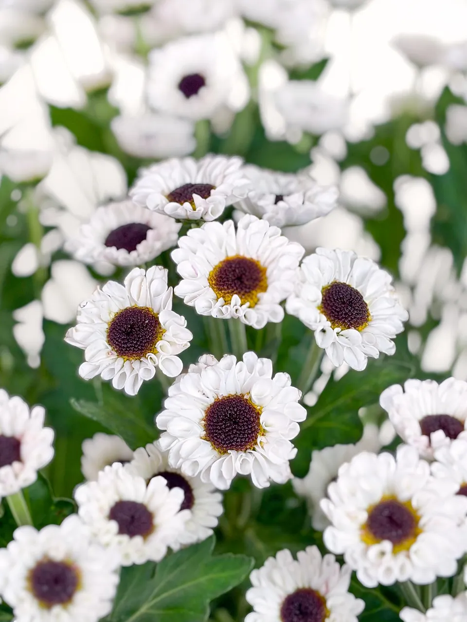 blumigo-chrysanthemen-santinis-patrese-schnittblume-wei image 1