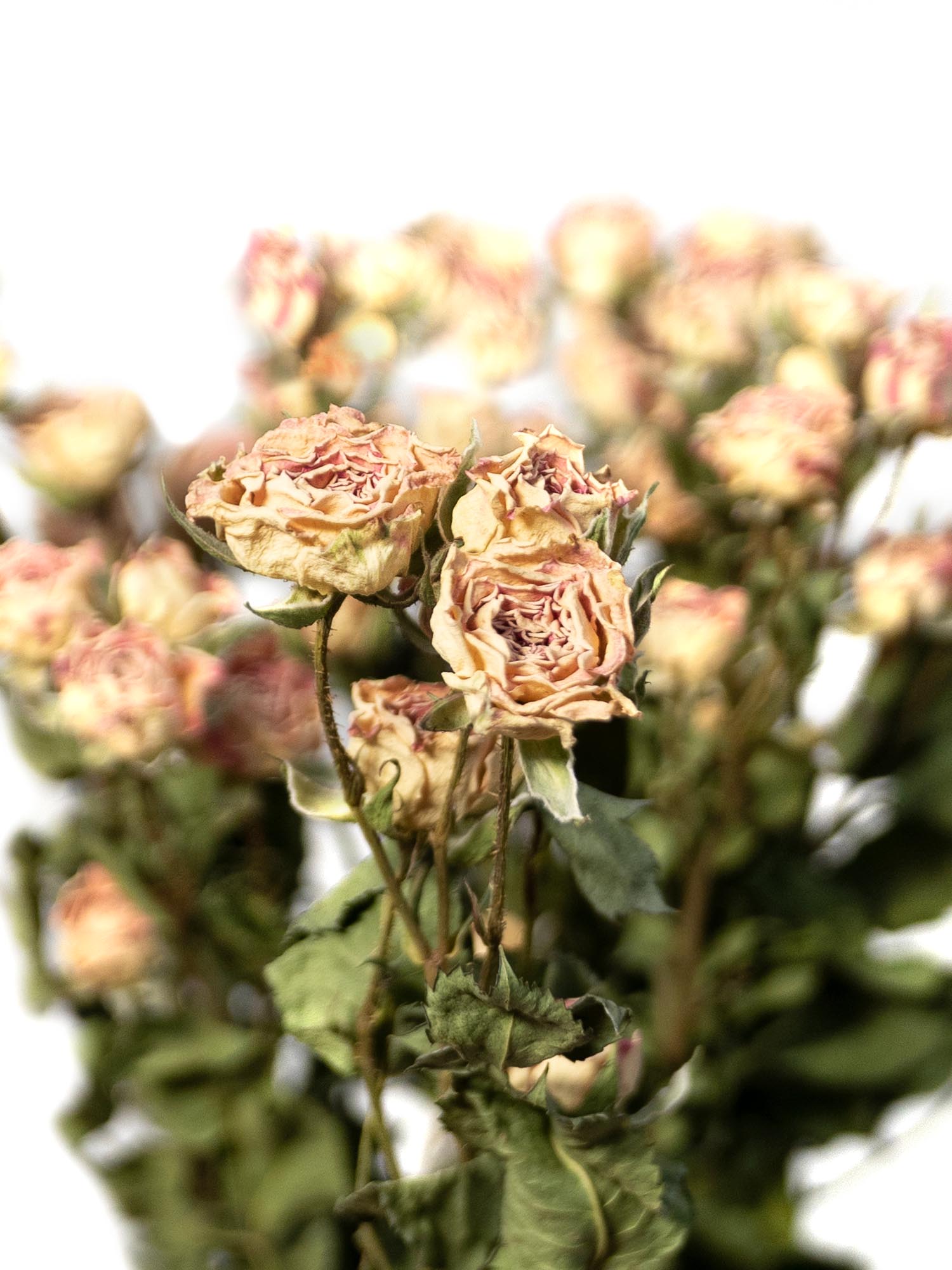 blumigo-trockenblumen-verzweigte-rosen-getrocknet-creme image 4
