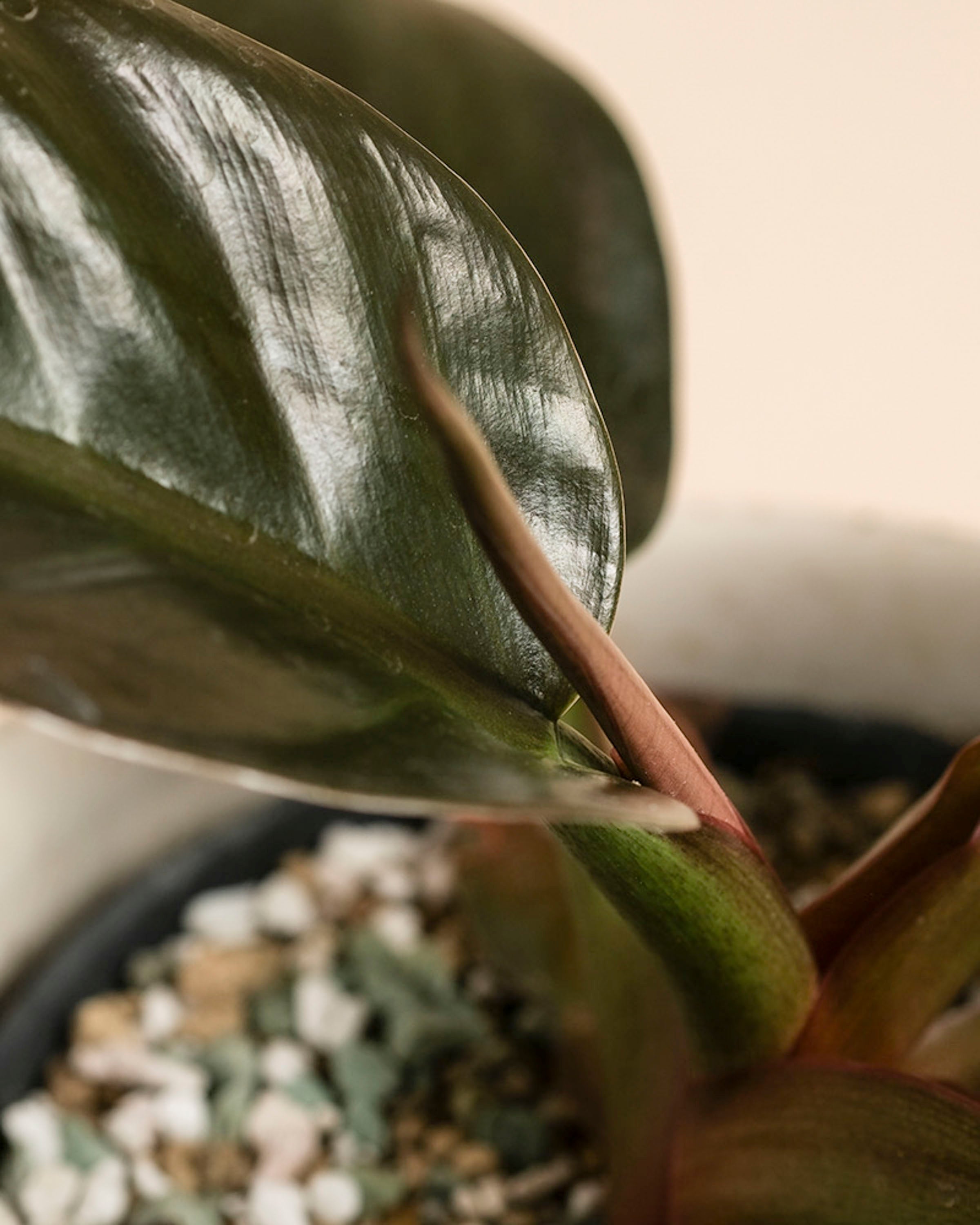 feey-variado-philodendron-imperial-red-zimmerpflanze-ohne-topf image 2